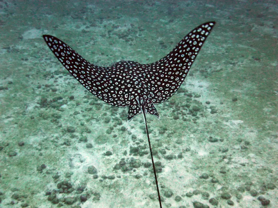 spotted eagle ray facts