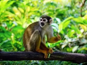 Spider Monkey Punta Laguna Riviera Maya