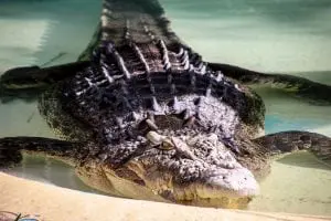 Rio Lagartos alligator swimming in water
