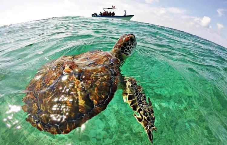 swimming with sea turtles in tulum