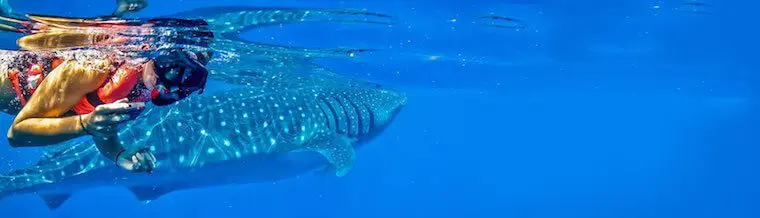 Whale shark tour