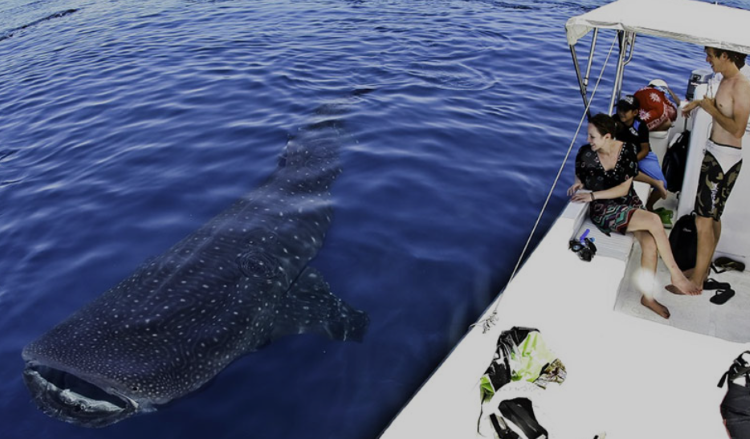 swimming with whale sharks