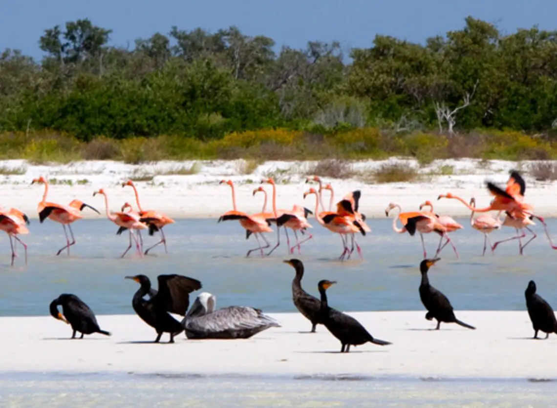 Flamingos on holbox island