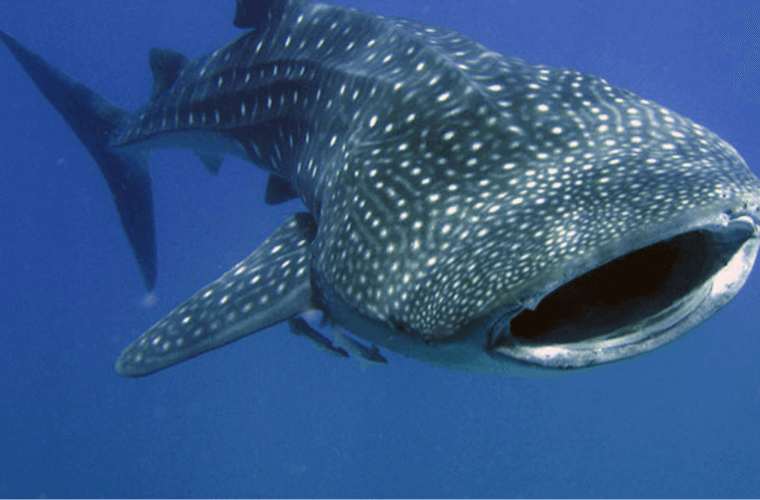 Cancun tours swim with whale sharks 
