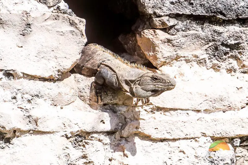 tulum-ruins-mexico-27