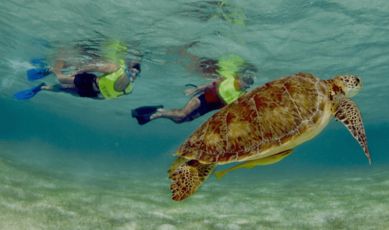 Swimming with Turtles. 