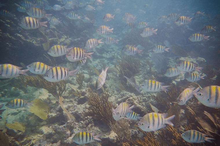 Snorkeling at La Bocna