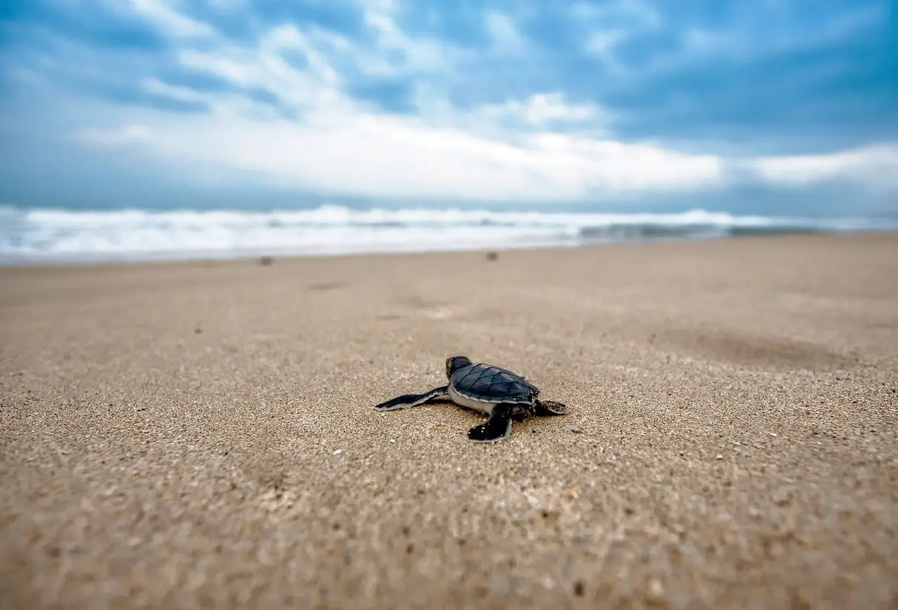 Baby turtle crawling on beach