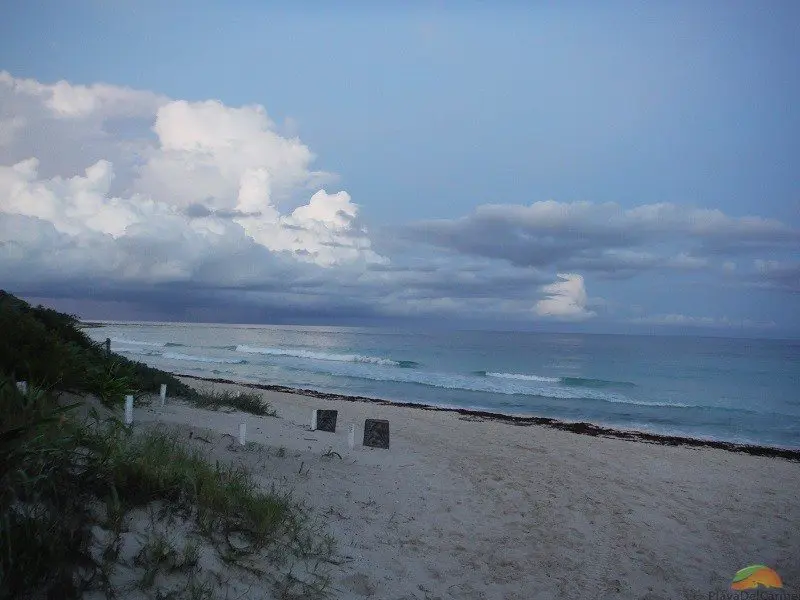 turtle nests on beach after sunset