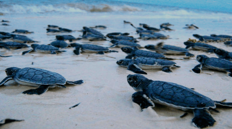 eco tours turtle night watch