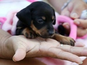 Puppy on hand