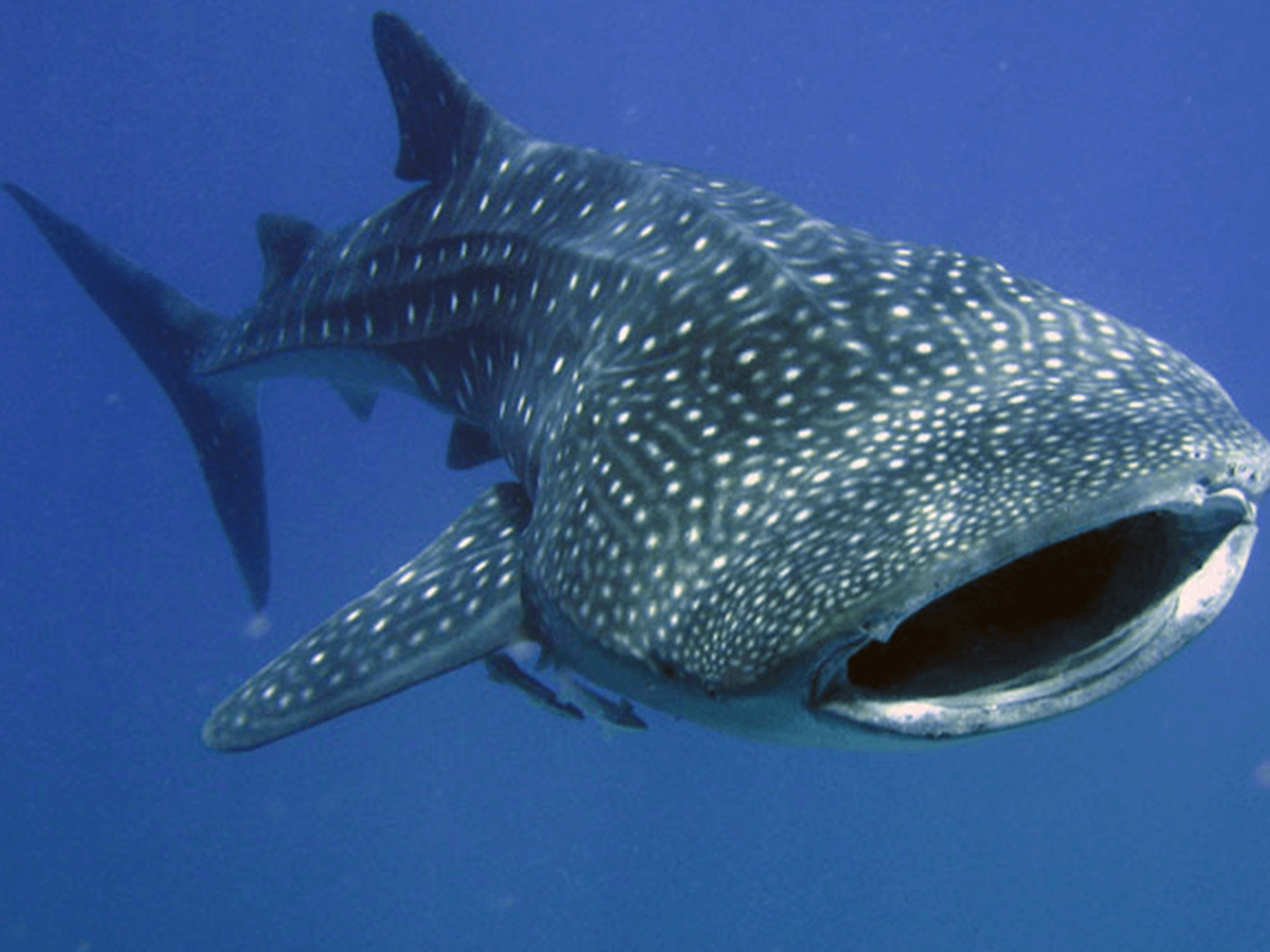 Whale shark swimming in water with open mouth