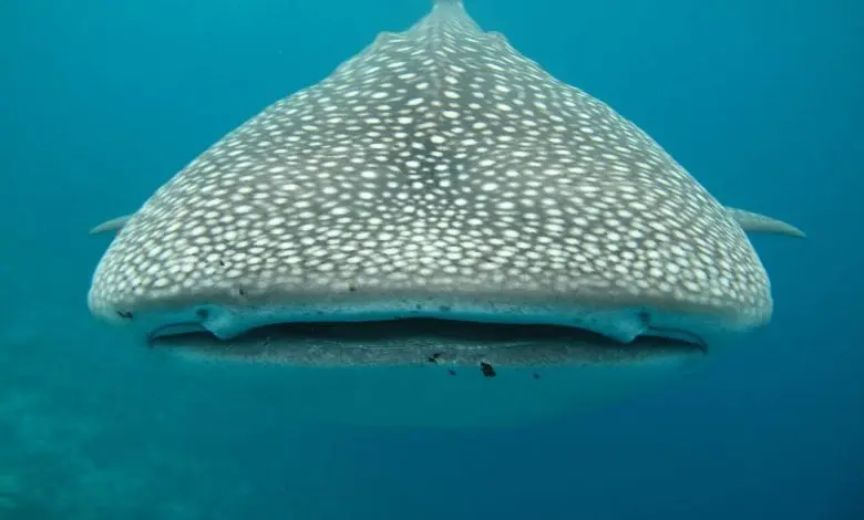 whale shark