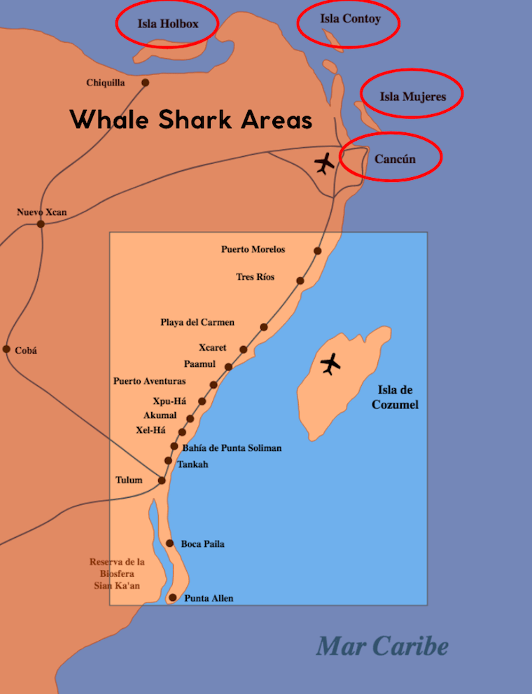 whale shark areas in mexico (cancun)