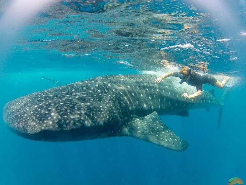 Snorkeling beside whale shark