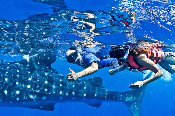 whale shark swim mexico