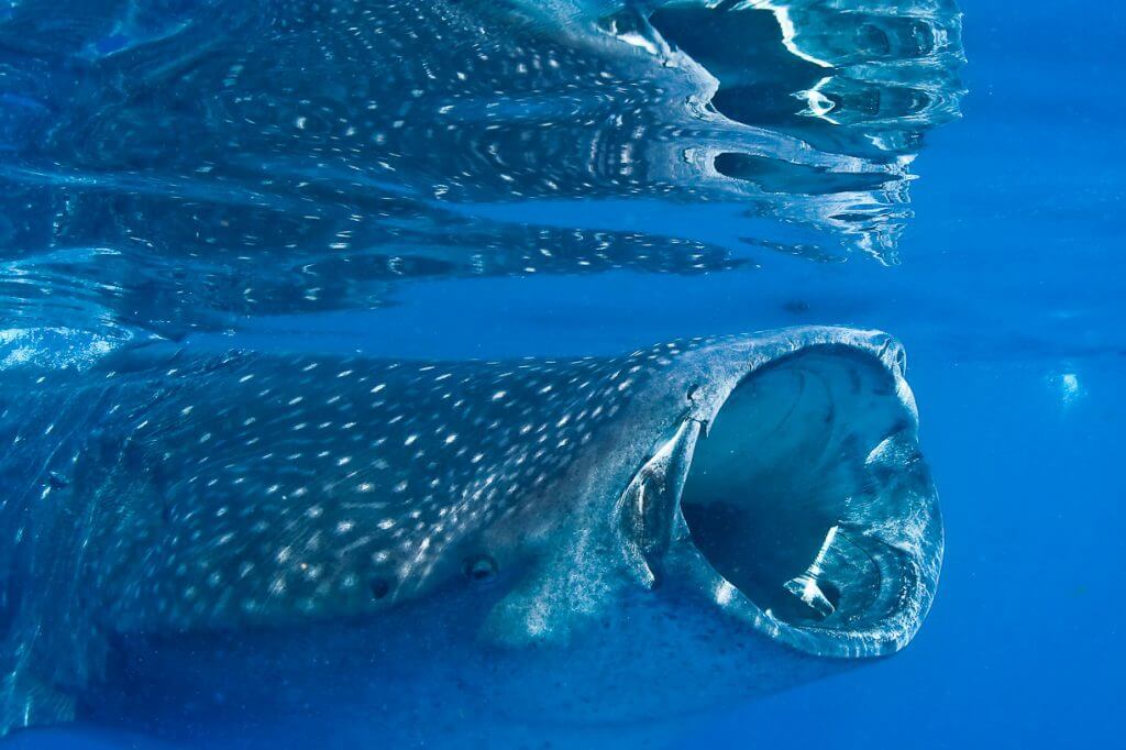 mexico whale shark tours