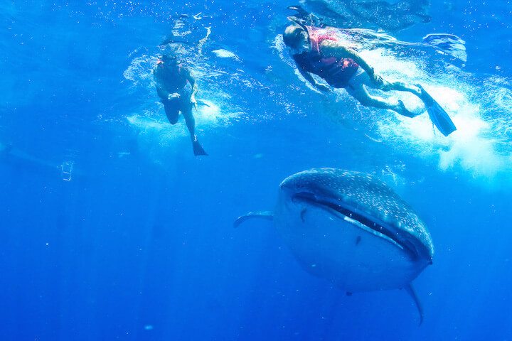 whale shark excursion