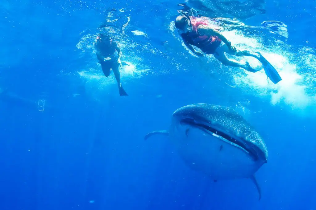 whale shark swim playa del carmen