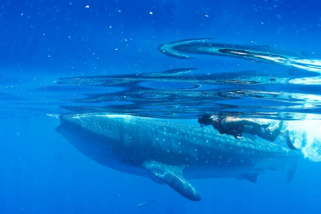 whale shark tour playa del carmen