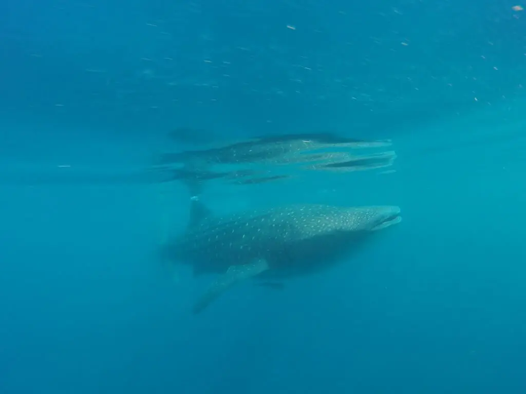 juvenile whale shark swim mexico
