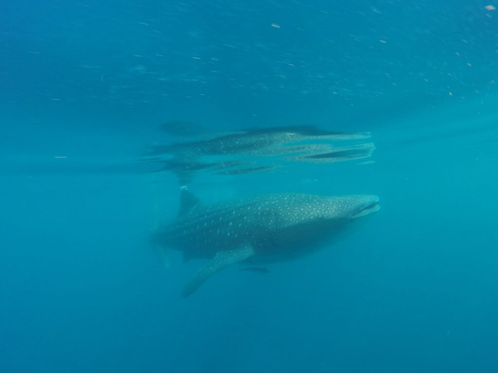 juvenile whale shark swim mexico