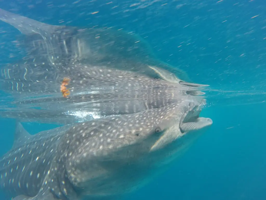 whale shark filter fish mexico