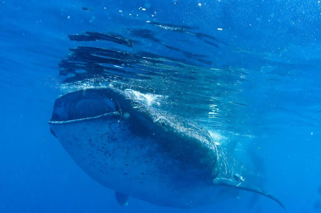 whale shark feeding, mexico