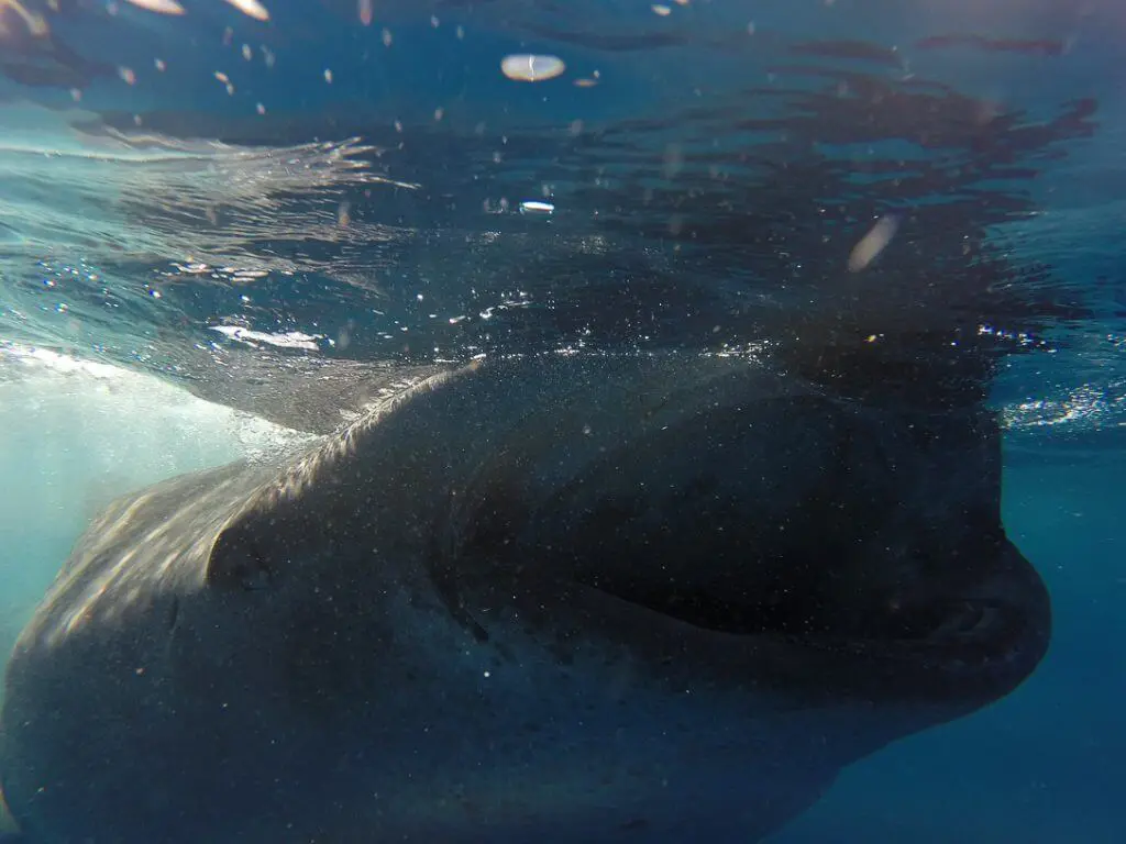 whale shark feeding on plankton, mexico