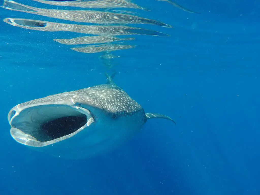 swimming with whale sharks tour mexico cancun