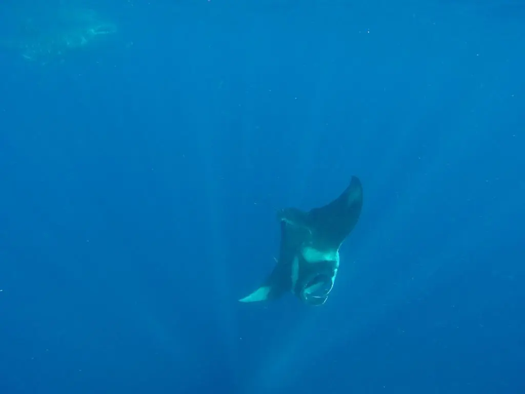 manta ray whale shark tour