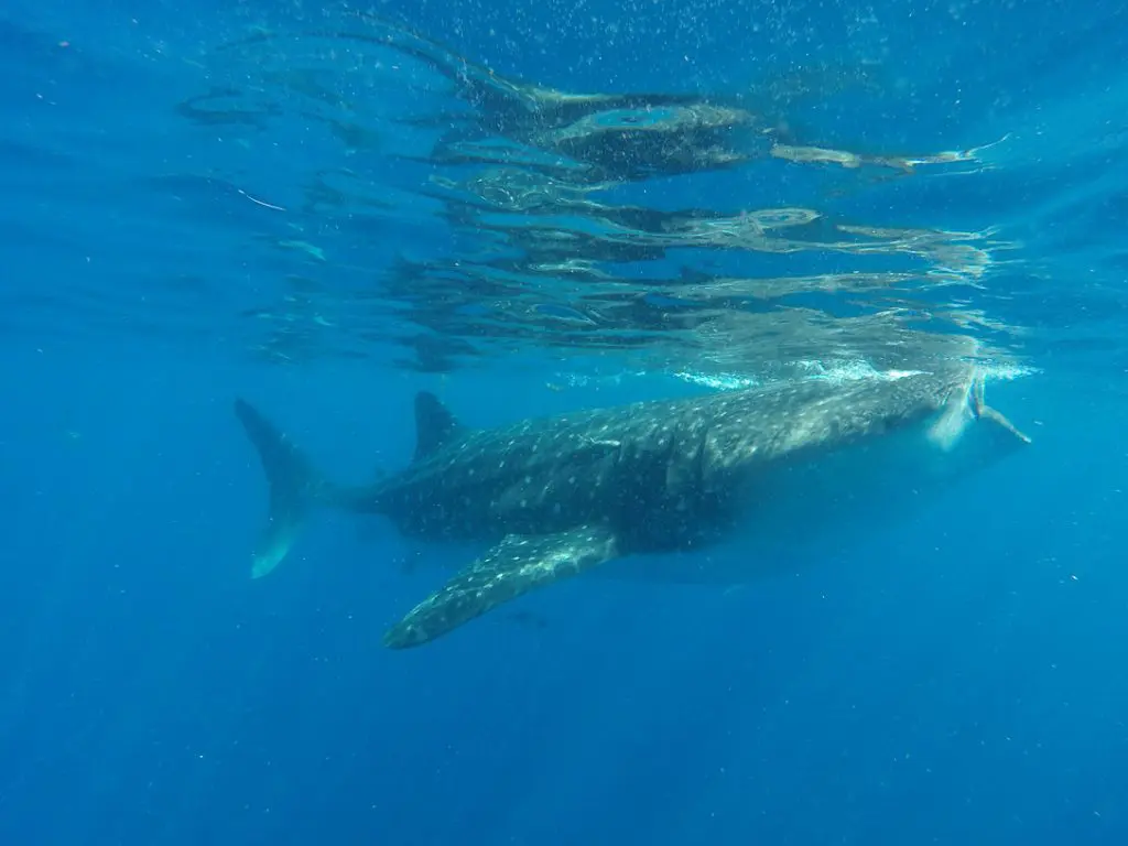 whale shark tours mexico