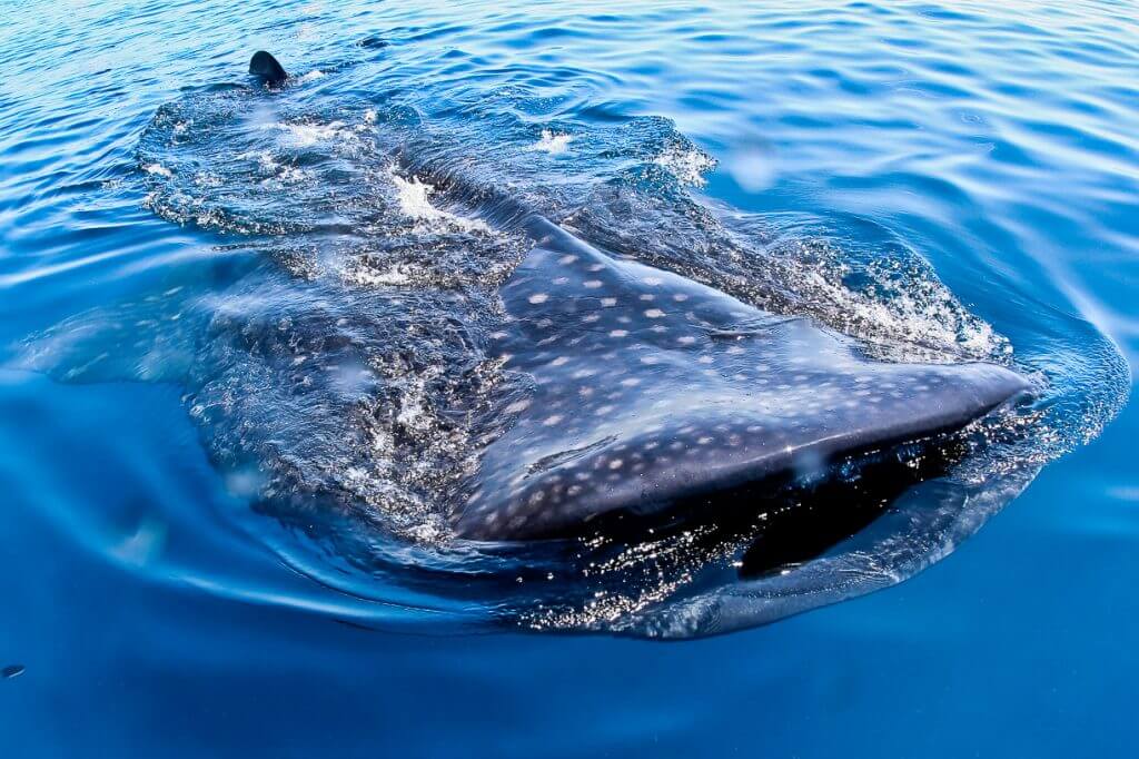 Whale shark feast mexico