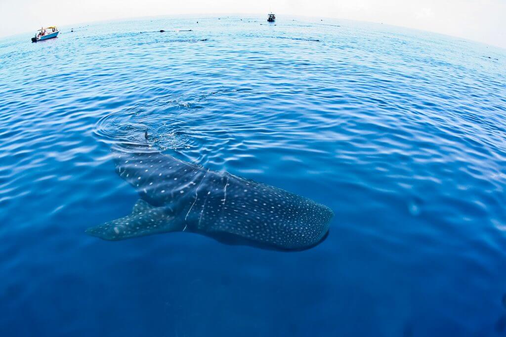 mexico whale shark tour playa del carmen