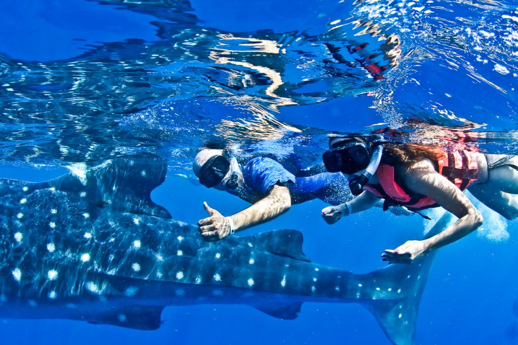 people swimming with whale shark in mexico