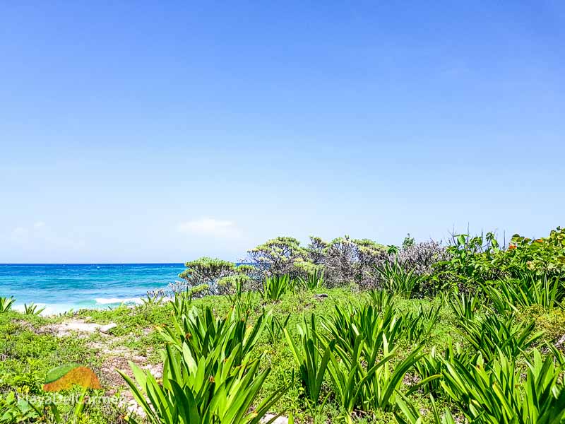 Xcacel beach seen from path to Xcacelito cenote