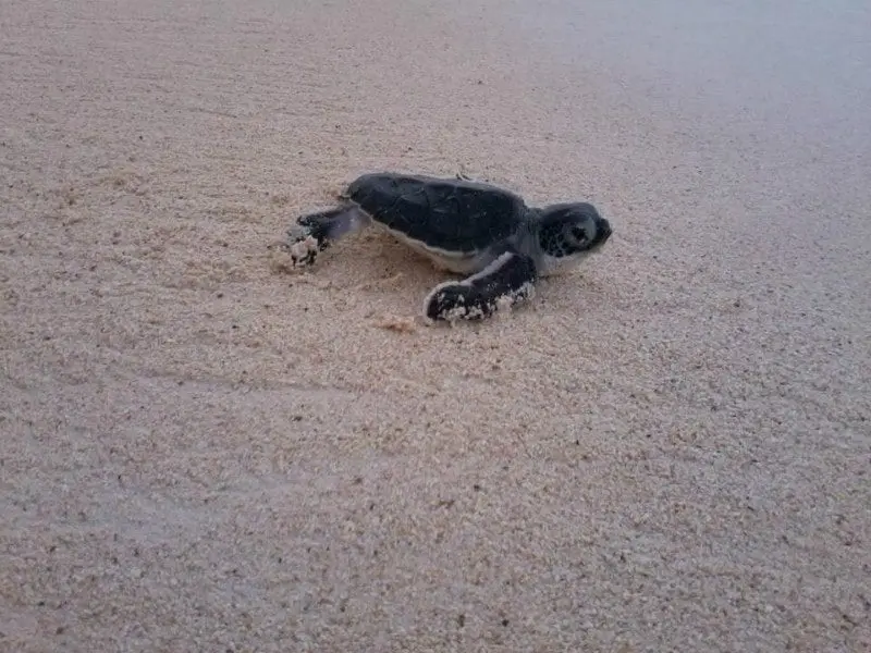 Xcacel beach baby sea turtle