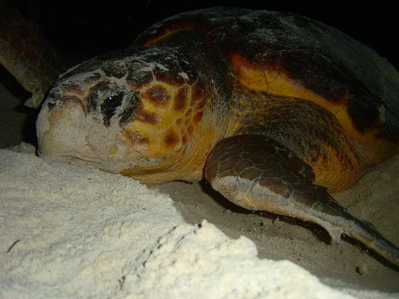 Xcacel beach turtle nesting