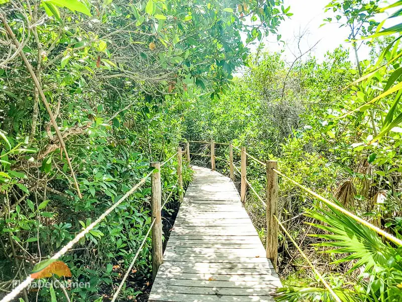Xcacel Xcacelito jungle path