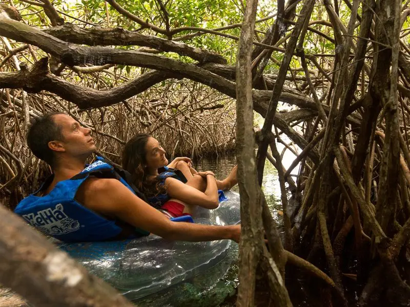 Xel-Ha mangroves