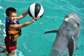 Swimming with Dolphins Cozumel