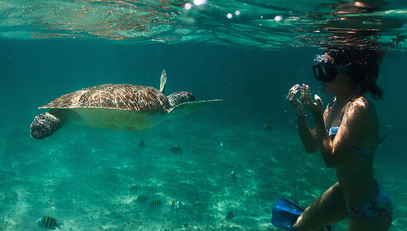 fat cat catamaran tours playa del carmen