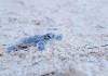 baby sea turtle release akumal bay